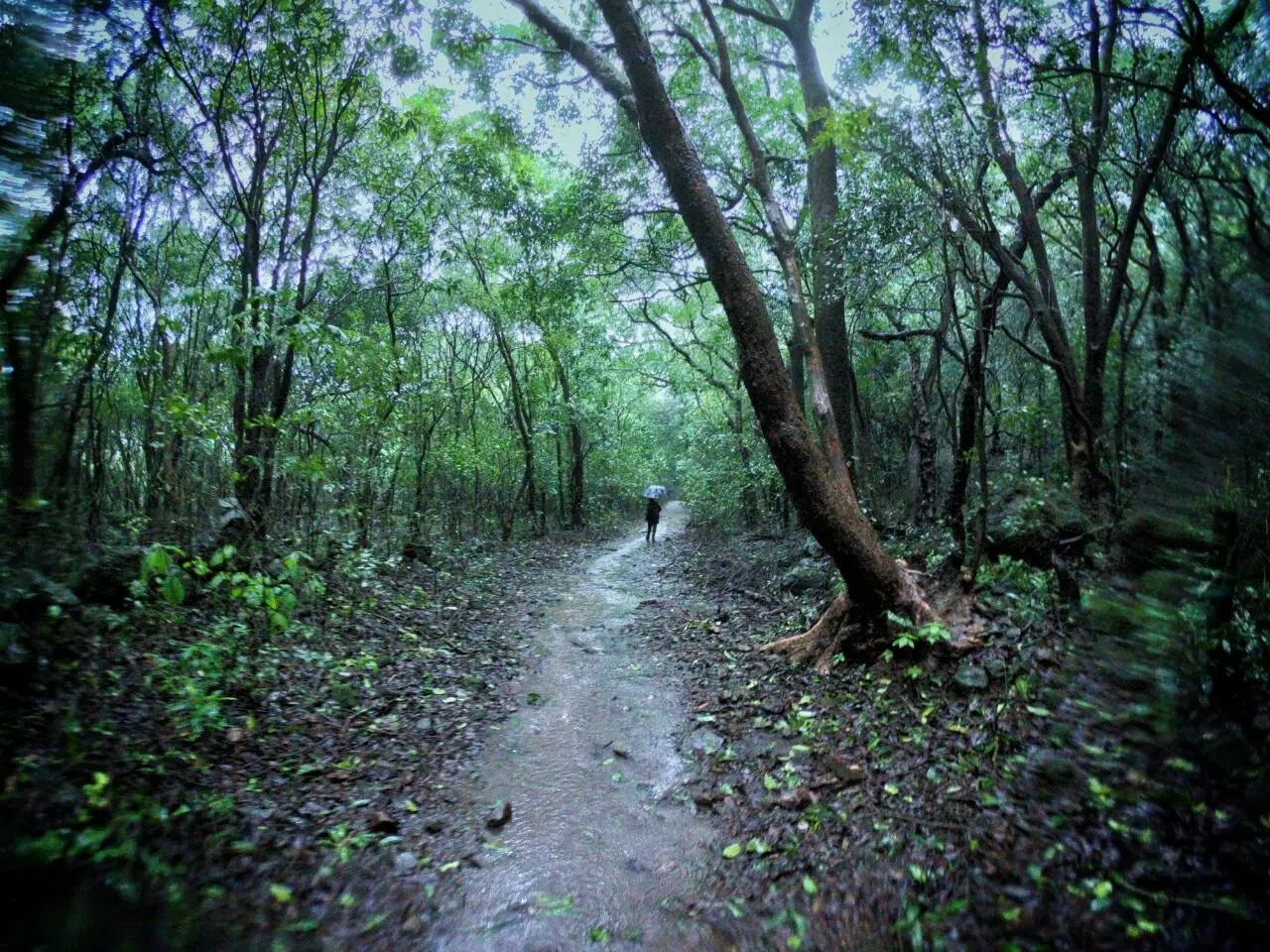 Bhimashankar Trek via Ganesh Ghat from Karjat